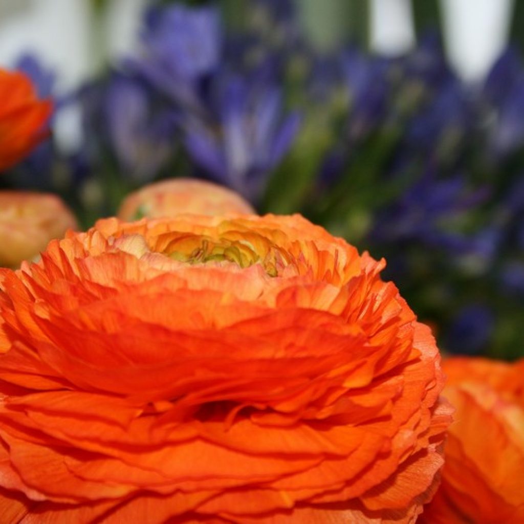 Il bouquet di Sanremo: dimostrazione di composizione floreale
