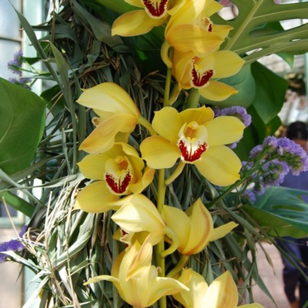 Le orchidee di Andrea Fazio